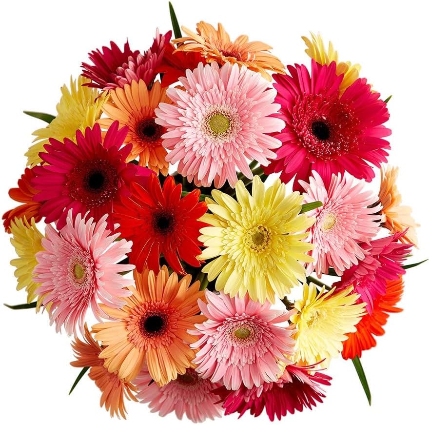 1800 Flowers - 24 Stem Happy Gerbera Daises (Bouquet Only) | Fresh Cut Spring Flowers for Delivery | Gift for Mother's Day, Anniversary, Sympathy, and Special Occasions