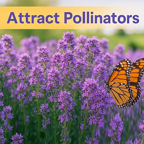 Miniatura 6 de Más de 30,000 semillas de tomillo rastrero morado, cubierta perenne a granel sin OMG para césped y jardines, planta aromática de bajo mantenimiento,