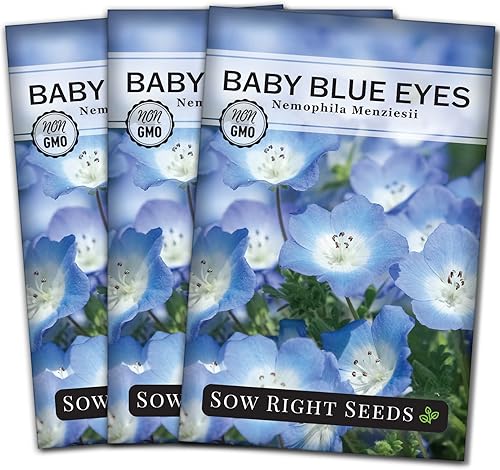 Miniatura 8 de Sow Right Seeds - Semillas de flores Baby Blue Eyes para plantar - Hermosas flores para plantar en el jardín de tu hogar - En interiores o