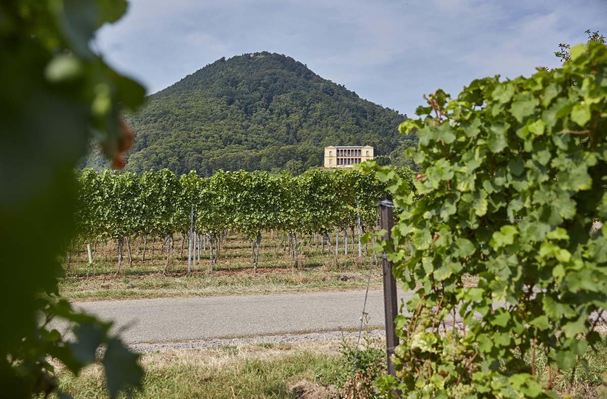 JOCHEN SCHWEIZER Geschenkgutschein: Wanderurlaub mit Weingut-Übernachtung in Rheinland-Pfalz für 2 (2 Nächte)