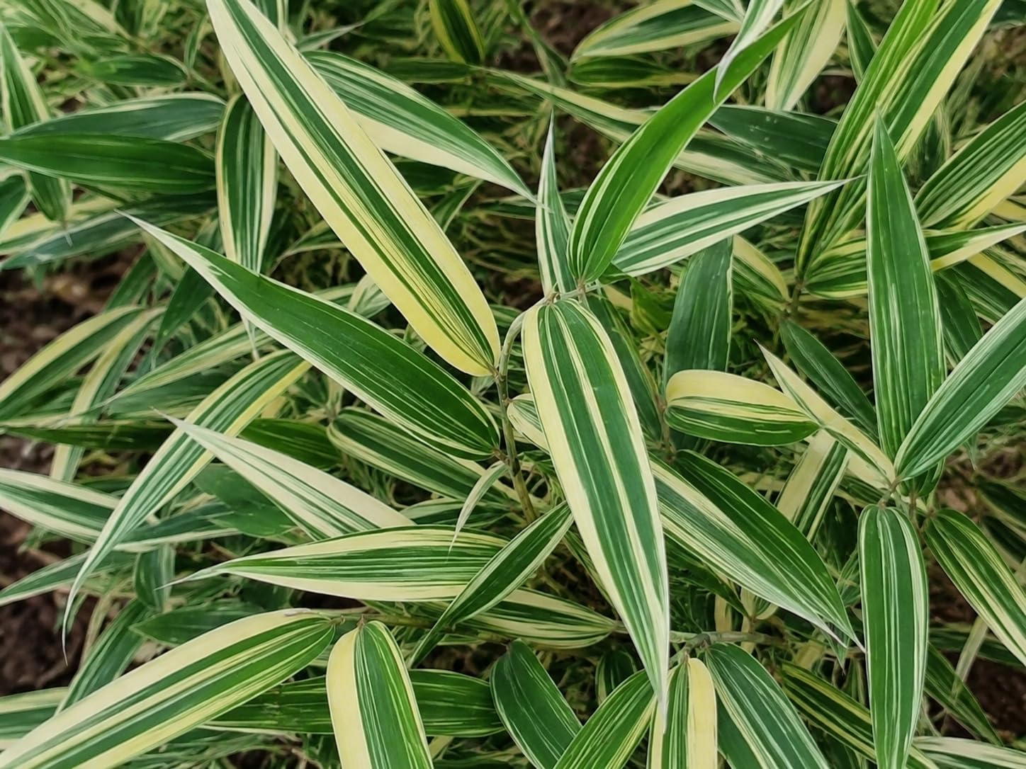 Bambù Variegato Shiroshima Hibanobambusa tranquillans 'Shiroshima' Pianta da Esterno Colore Crema e Verde 125/150 cm Vaso 28