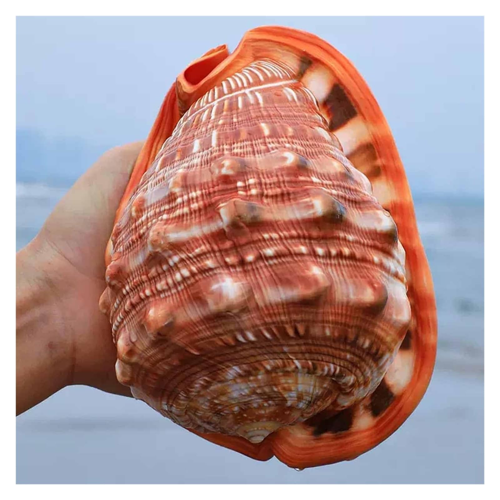 巨大 ヤシ貝 巻貝 天然物 30×22×15cm 1480g 自然標本 オブジェ 巨大