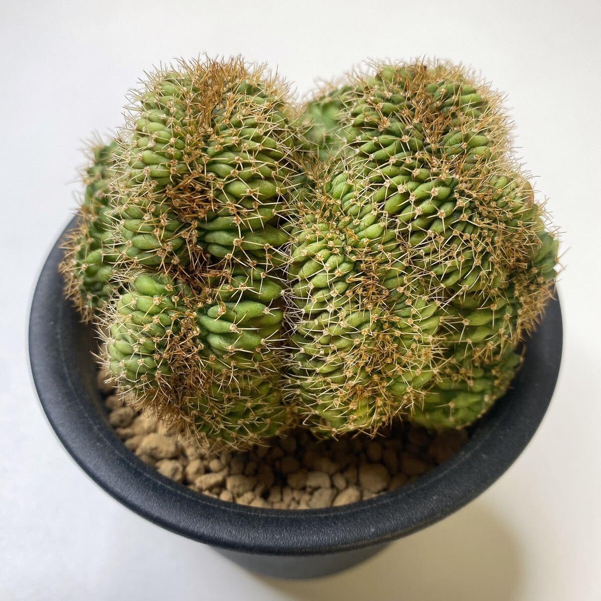 Amazon.co.jp: サボテン 多肉植物 ギムノカリキウムミハノビッチ 緋 