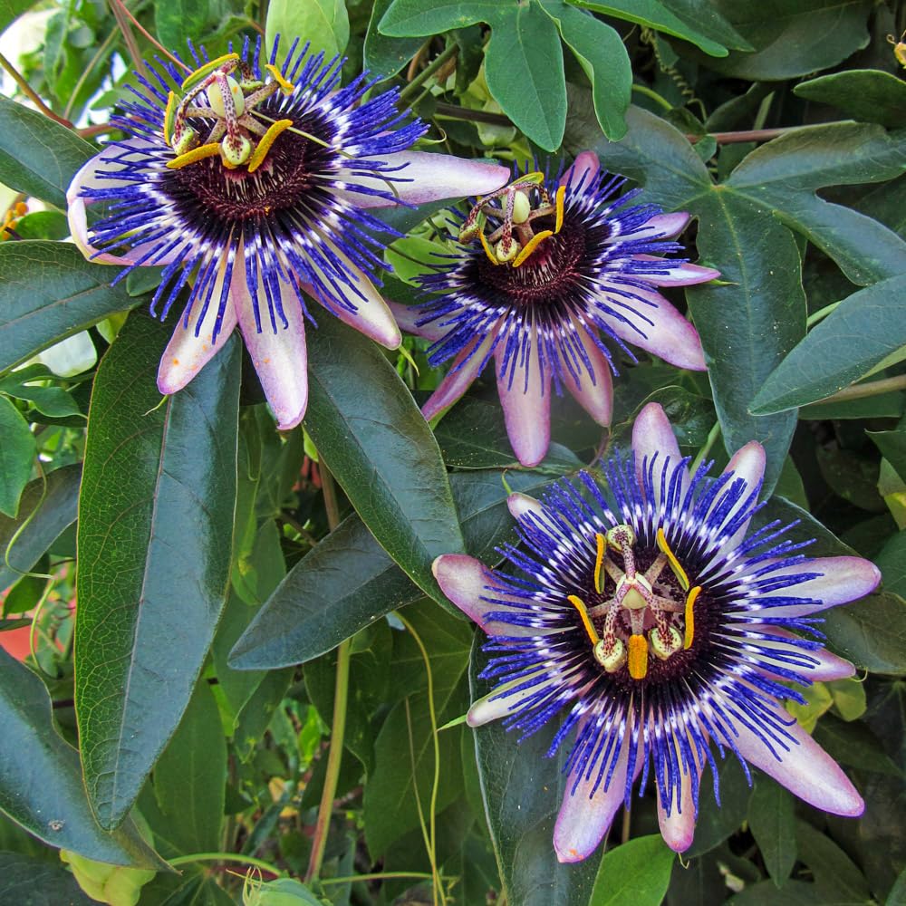 Passiflora 'Damsel's Delight'. 9cm Plant x 2. Passion Fruit. Exotic Climbing Perennial. Available from Bedwen Plants