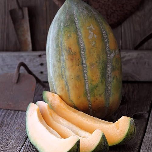 Bidwell Casaba Melon 0.04 oz  35 Semillas - Semillas de hortalizas y frutas - reliquia, sin OMG, polinizado abierto