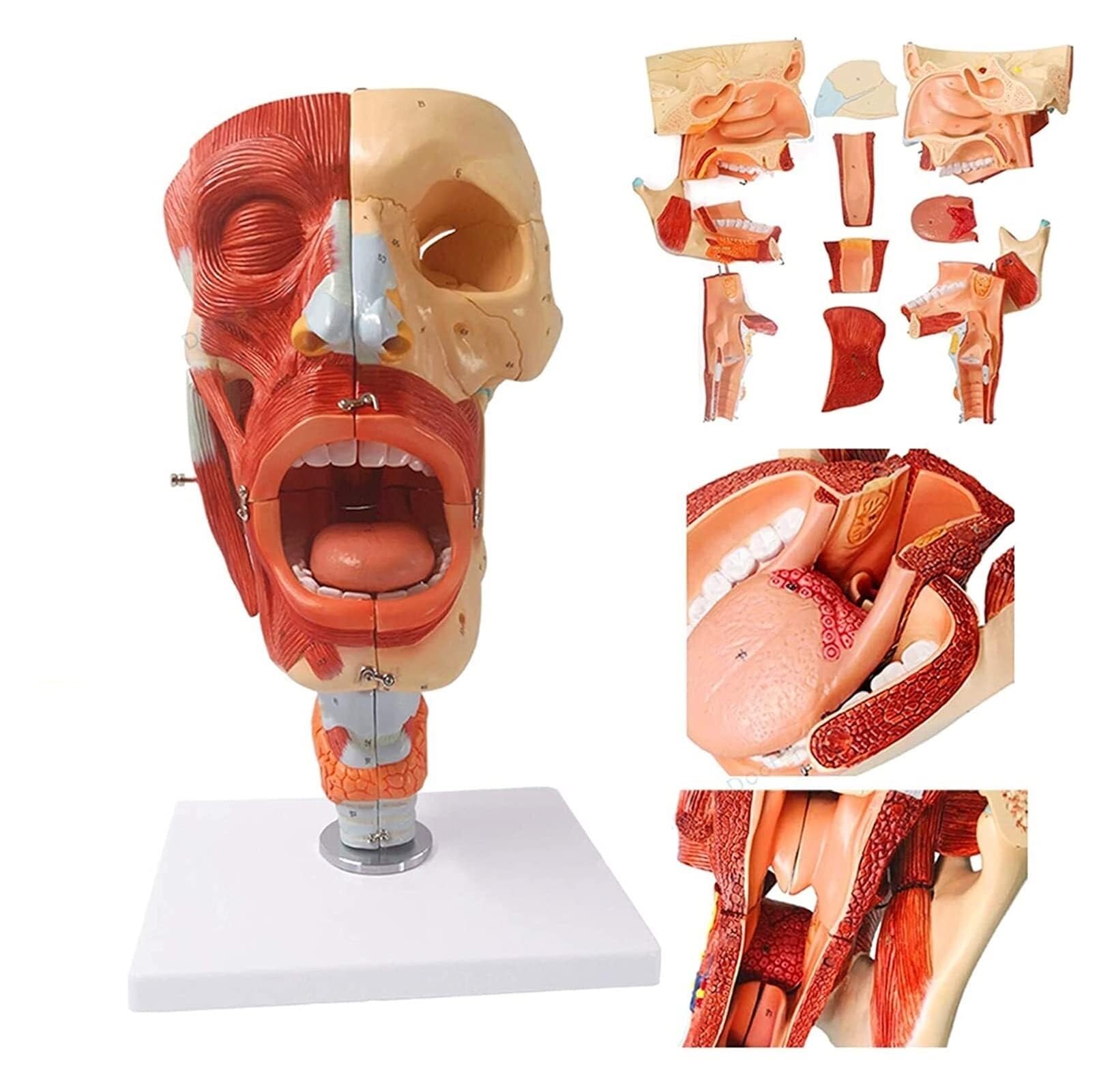 XINGLUOY Nerve and blood vessel model nasal cavity and throat anatomy detachable suitable for science class office