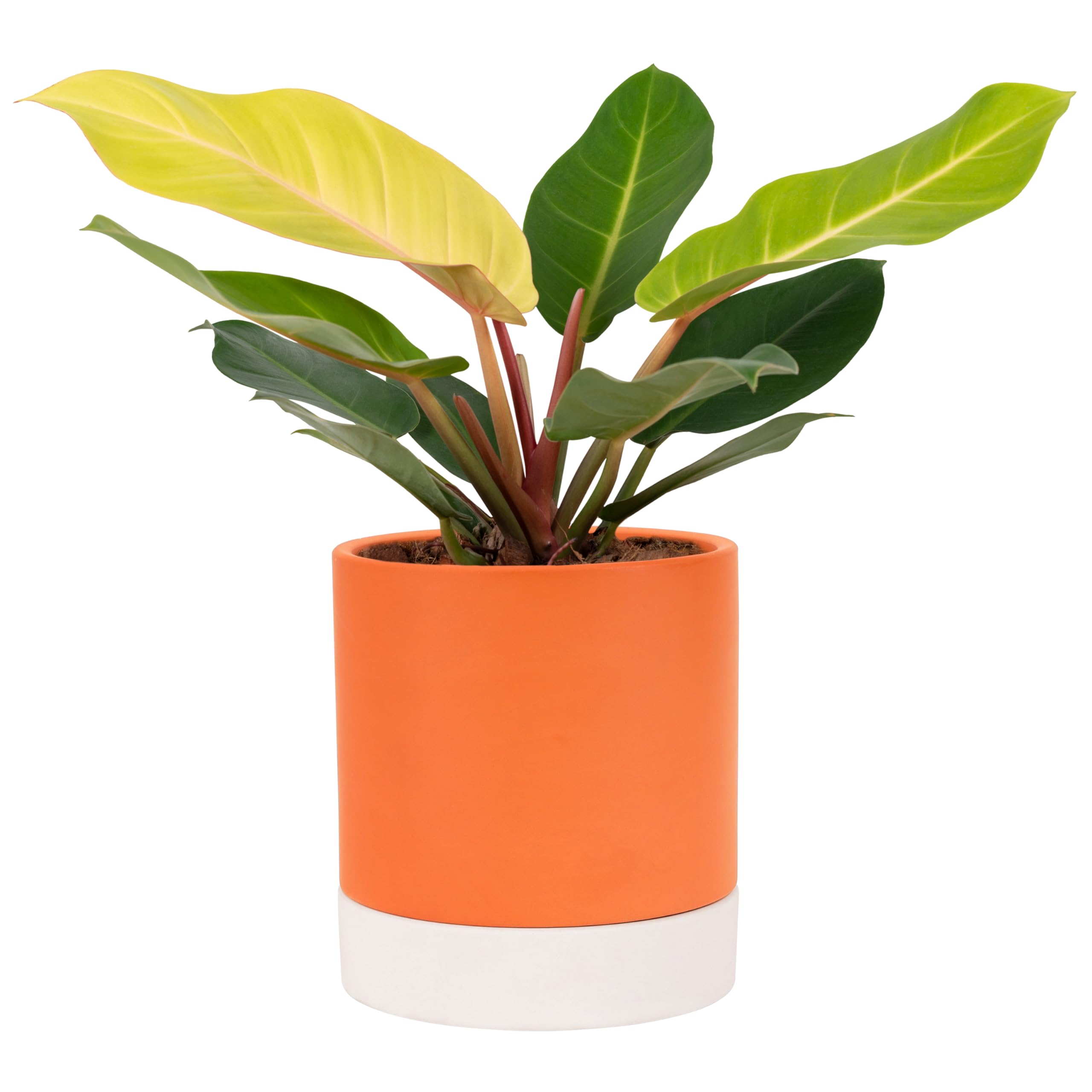 BELLE VOUS Maceta Autorriego de Terracota con Bandeja - 15,5 cm de Alto - Maceteros de Autorriego para Interiores Tiesto de Cerámica con Mecha y Bandeja para el Agua - Macera Moderna Decorativa