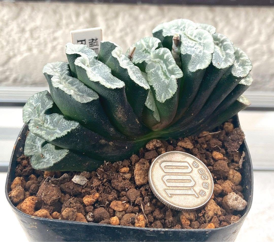 サボテン 多肉植物 43 ハオルチア 玉扇 福屋実生 FT-1-12