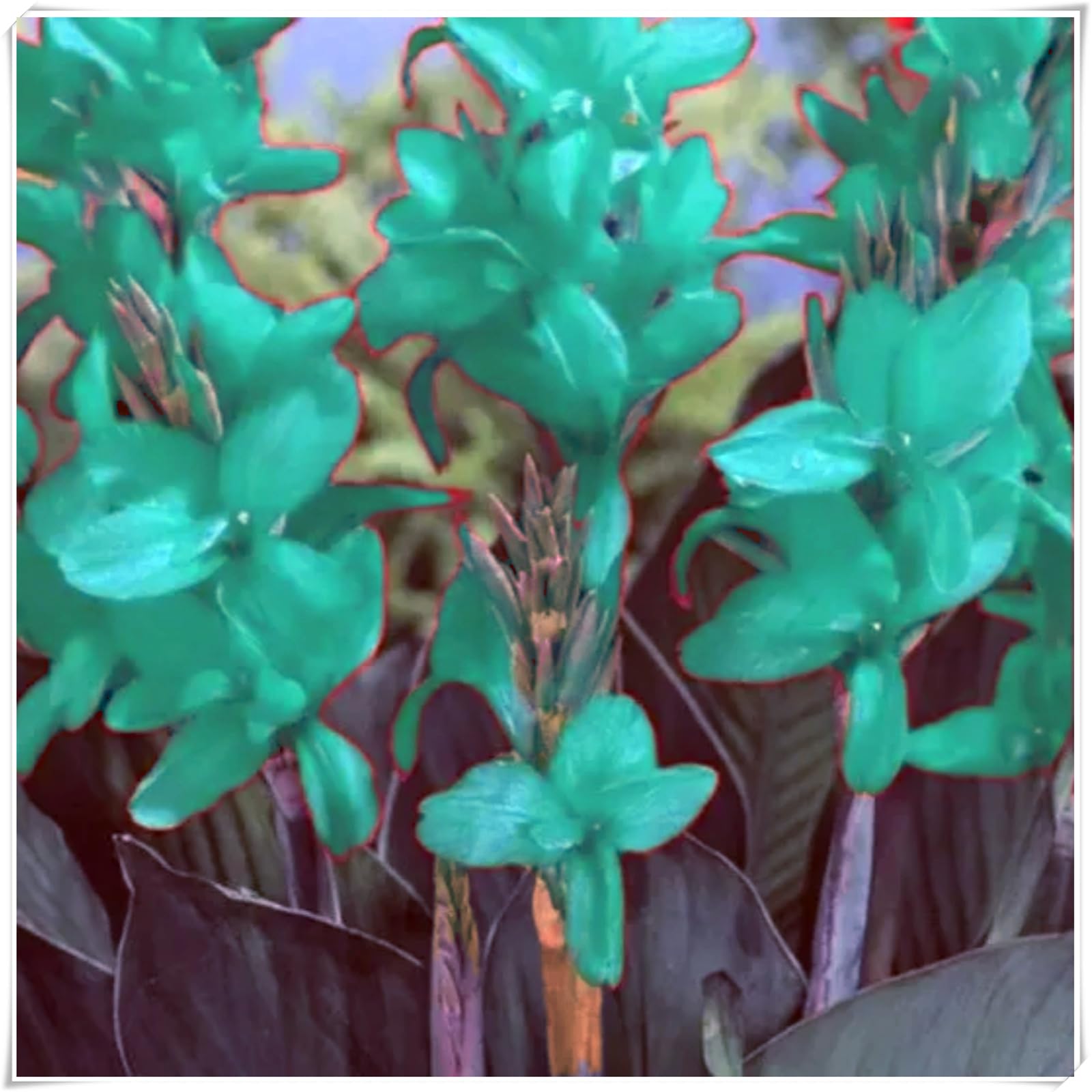 Hardy Canna Lily Bulbs – Perennials with Gorgeous Blooms – Professional-Grade for Stunning Garden Displays & Tropical Landscaping-1 Bulb-G