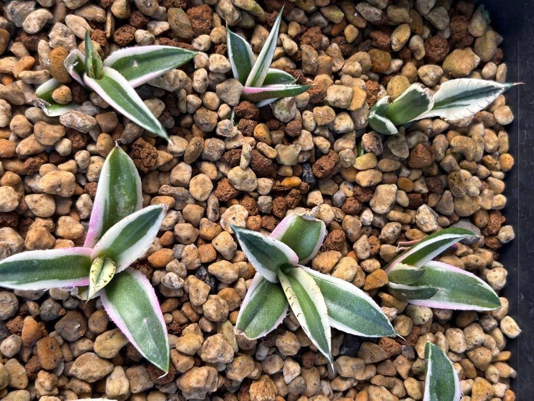 アガベ チタノタ スナグルトゥース 6株