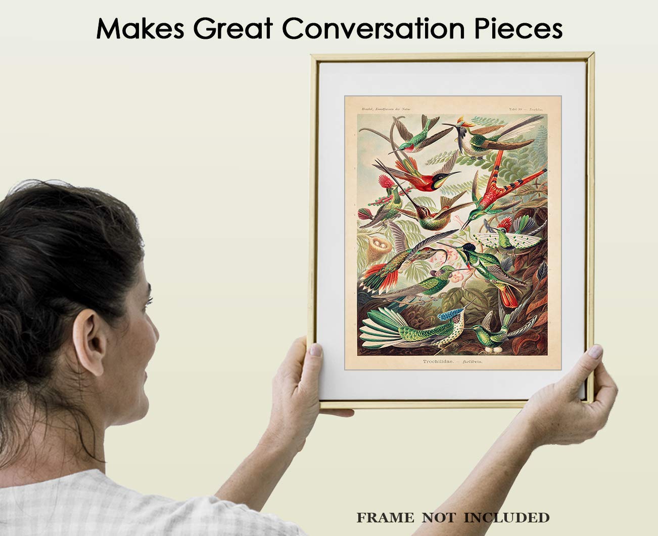 Amazon.com: Vintage Ernst Haeckel Birds Wall Art Print: 11x14