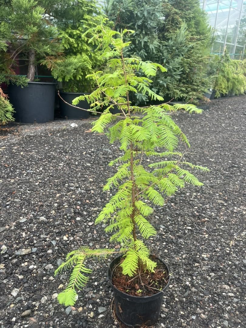 Dawn Redwood Tree 60/80cm (2L) - Metasequoia glyptostroboides - Copper