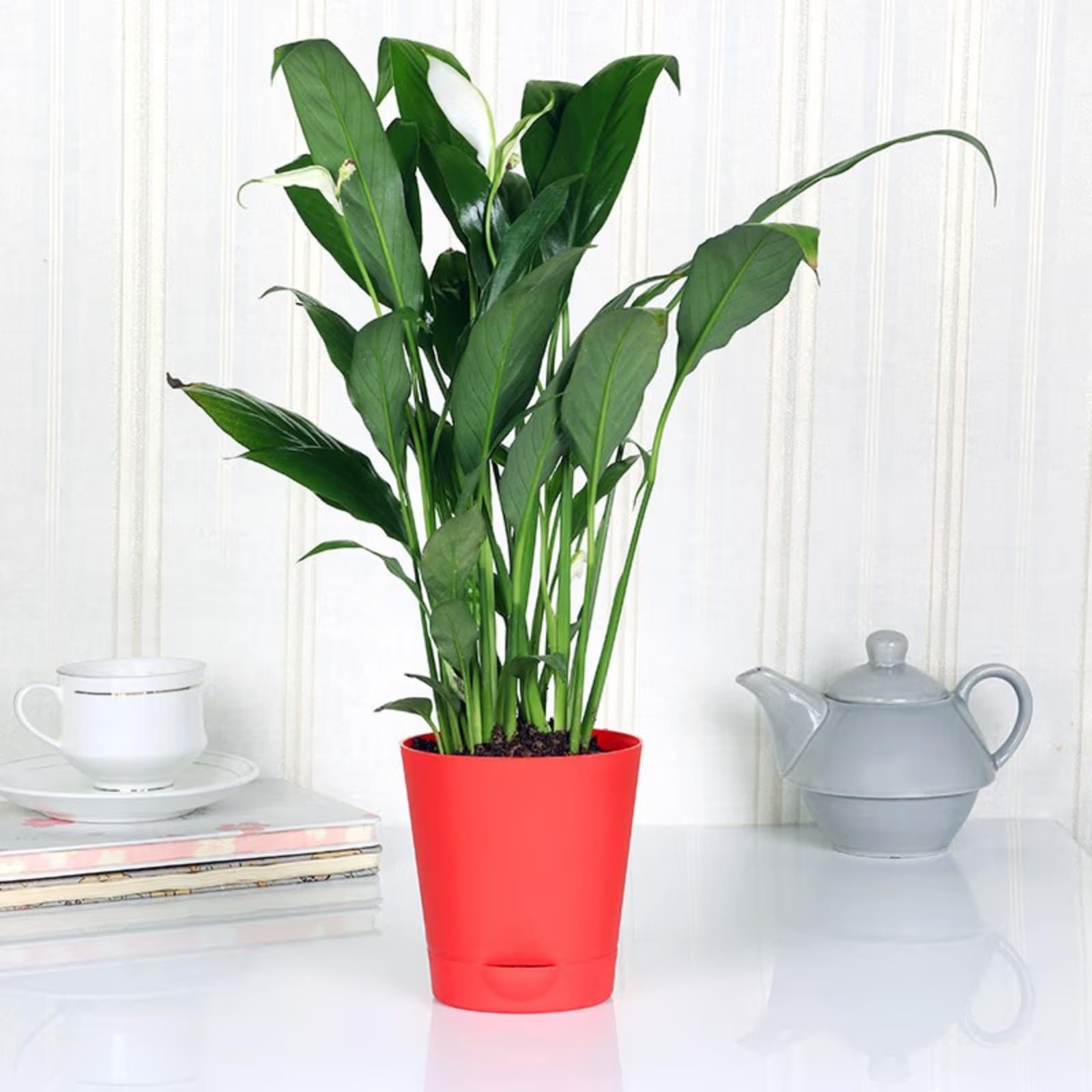 FlowerAura Decorative Airpurifying Peace Lily Indoor Live Plant In Red Plastic Tapper Self Watering Vase For Living Room, Table Decor, Balcony, Office/Home Decoration (Same Day Delivery) (B09N9QYWTD) Amazon Price History, Amazon Price Tracker