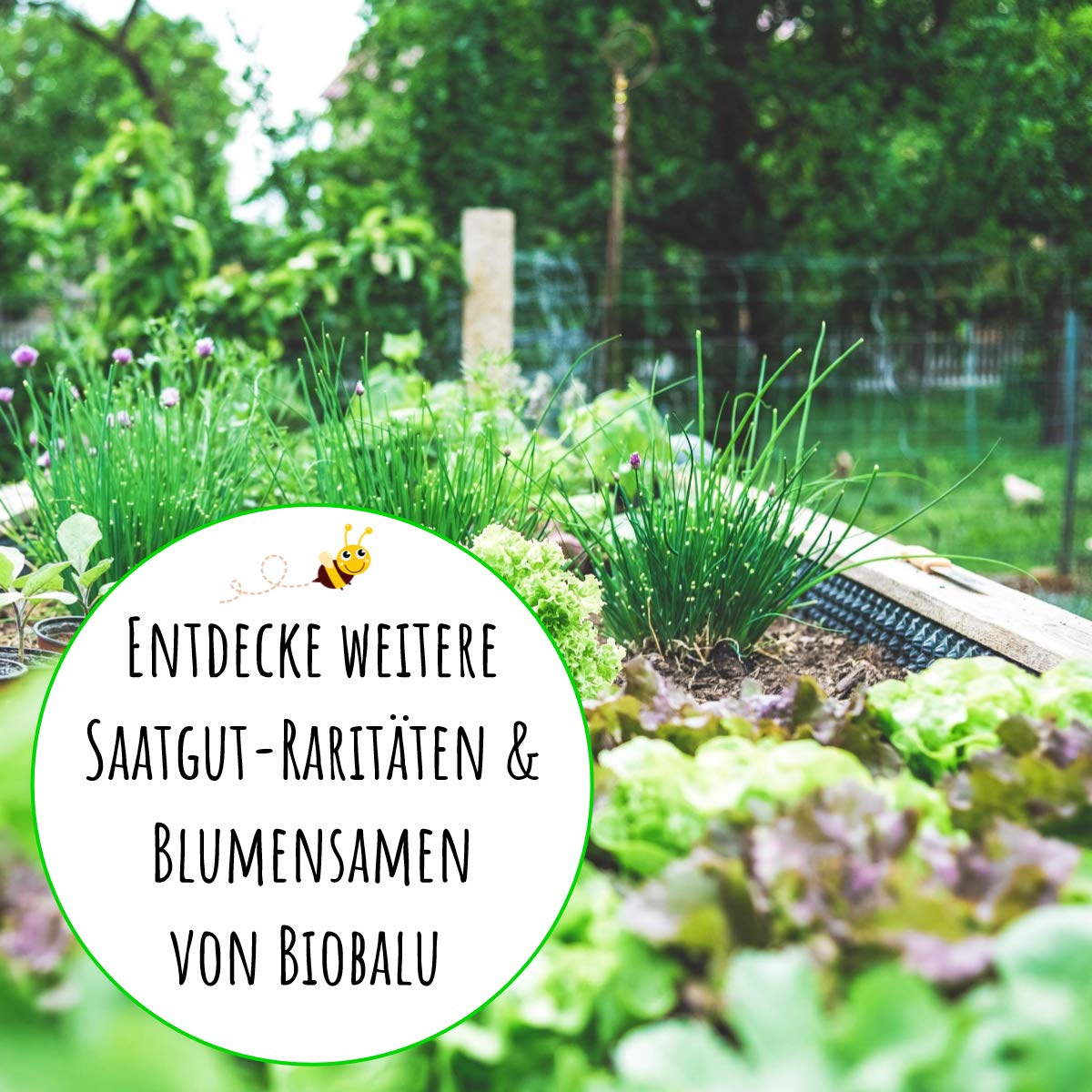 Biobalu Gemsesamen Bio - 8 Alte Sorten - Historisches Saatgut Set Gemse,  Saatgut Raritten in Bioqualitt, Samenfeste & Seltene Gemsesorten fr  Freiland, Gewchshaus & Balkon - Geschenkset : Amazon.de: Garten