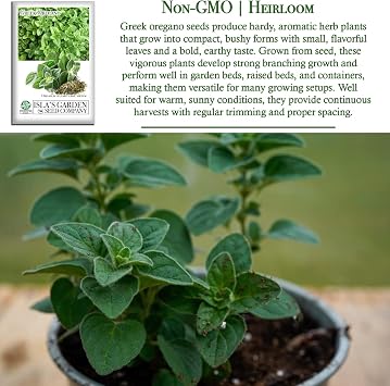 Greek Oregano Seeds (Origanum vulgare) 2500+ Heirloom Non-GMO Seeds by Islas Garden Seeds, Bold Aromatic Herb, Mediterranean Flavor, Compact Bushy Growth, Ideal for Drying & Fresh Use
