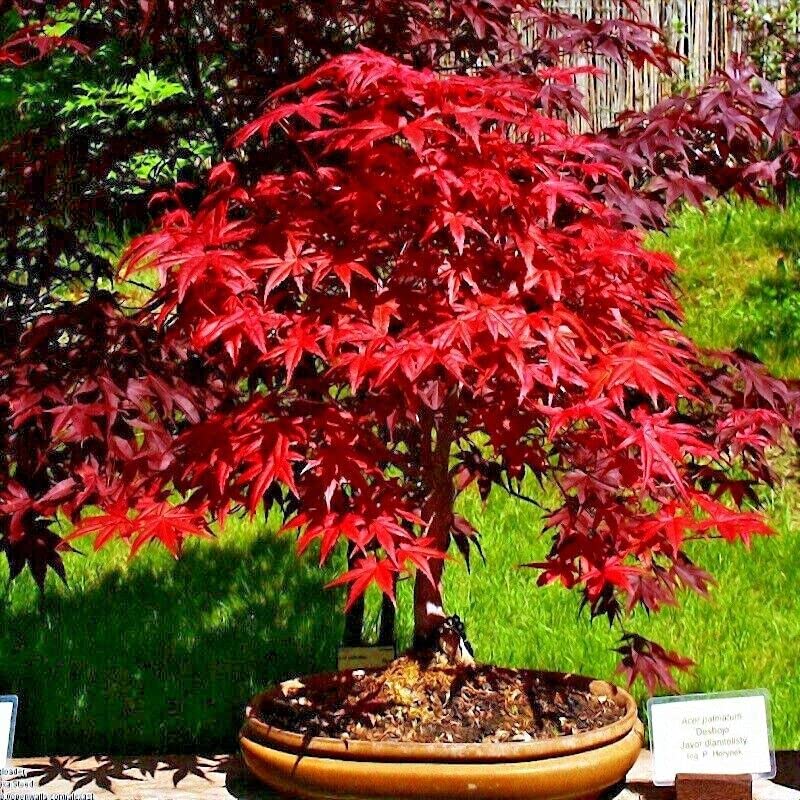 Amazon.com : 10 Seeds Red Japanese Maple Tree | Acer Palmatum Bonsai Plant  Seeds : Patio, Lawn & Garden