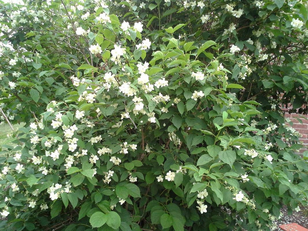 All Season Gardens Rare Imported Bush Jasmine Plant.. White Flower (Variety Of Jasmine) 2 Live Healthy Plant (B07Q4KXPQ8) Amazon Price History, Amazon Price Tracker