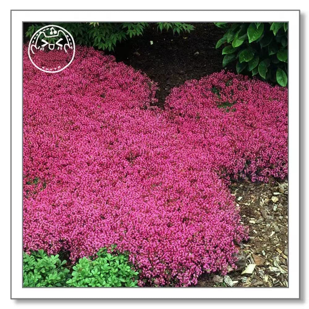 150 Stck kriechender thymian samen mehrjhrig winterhart saatgut alte  sorten geschenke fr gartenfreunde kruter pflanzen balkon krutersamen  winterharte pflanzen fr garten : Amazon.de: Garten