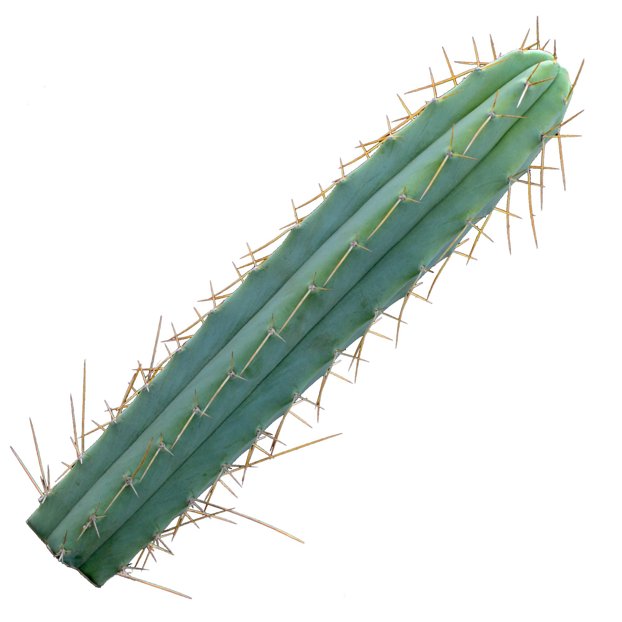 Trichocereus bridgesii, echinopsis lageniformis -50cm