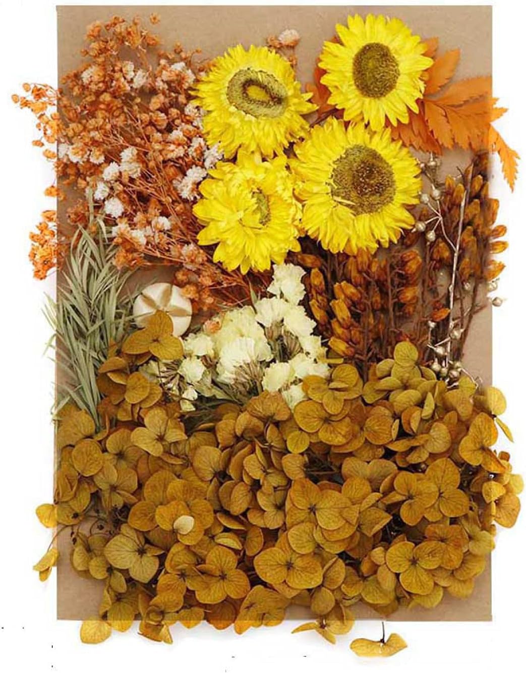 新作 ナチュラルドライフラワーアートフローラル 本物の押し花乾燥押し花手作り花びらキャンドル作り花押し花クラフト用のさまざまな花diy家の装飾 H