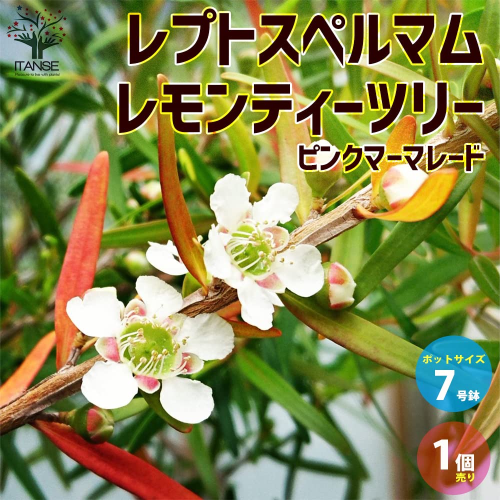 Amazon.co.jp: レプトスペルマム レモンティーツリー(ピンク 