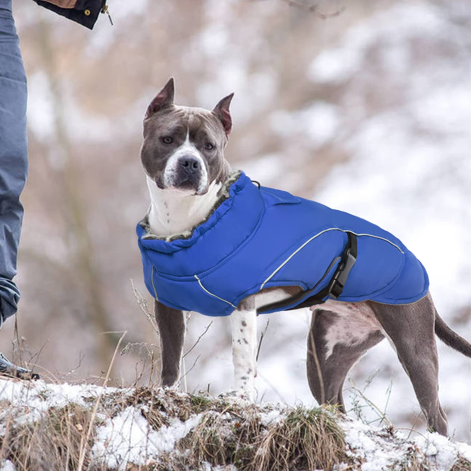 Manteau d'Hiver Chaud pour Chien - Veste Polaire Imperméable Coupe-Vent Réglable - Habit de Neige pour Temps Froid - Gilet Vêtements d'Hiver (Bleu, 2XL)
