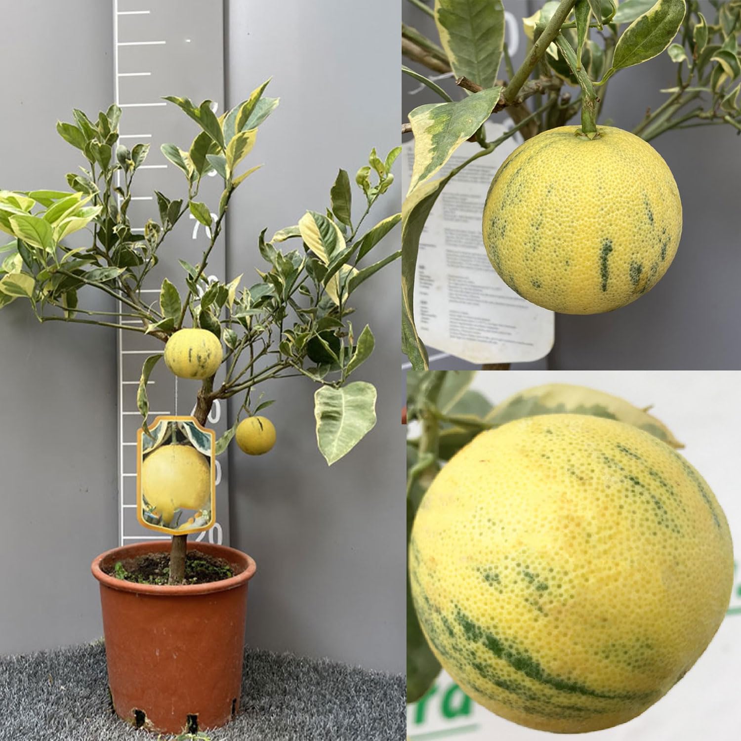 SAVINI VIVAI Pianta di Arancio Albero di Agrumi Arancio Variegato in Vaso da 20 cm Altezza 70 cm 2-3 Anni di innesto Made Italy
