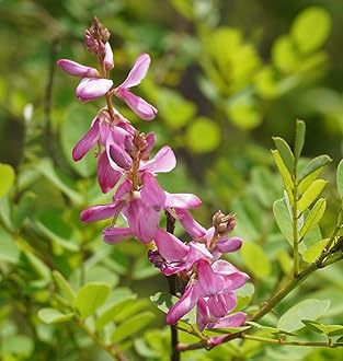 True Indigo Indigofera tinctoria Dye Premium Seeds for Planting Packet