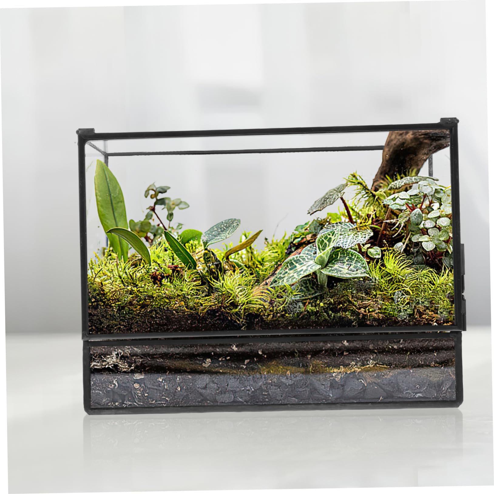 Terrario in Vetro per Micro Paesaggio, Contenitore Decorativo