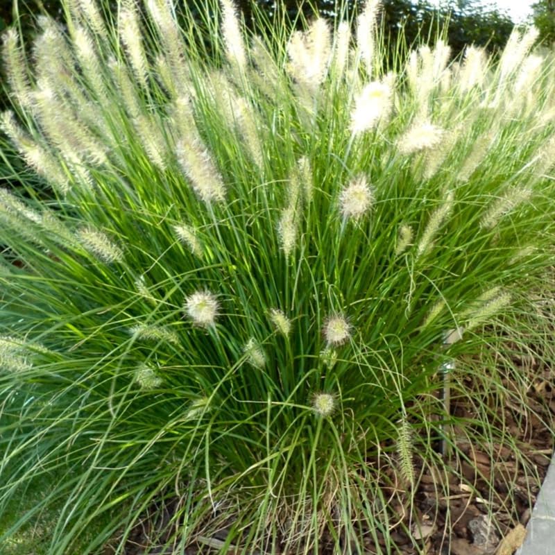 2 Fountain Grass Ornamental Grasses Live Plants Perennial, Live White Grass Plant Size 7-12 Inc Tall, No Pot