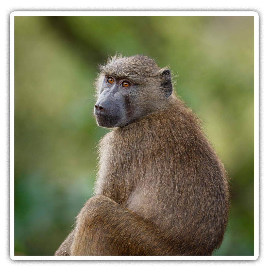 Destination Vinyl Ltd Multi 2 X 10Cm Square Vinyl Stickers - Wild Olive Baboon Monkey Ape Decals 21132