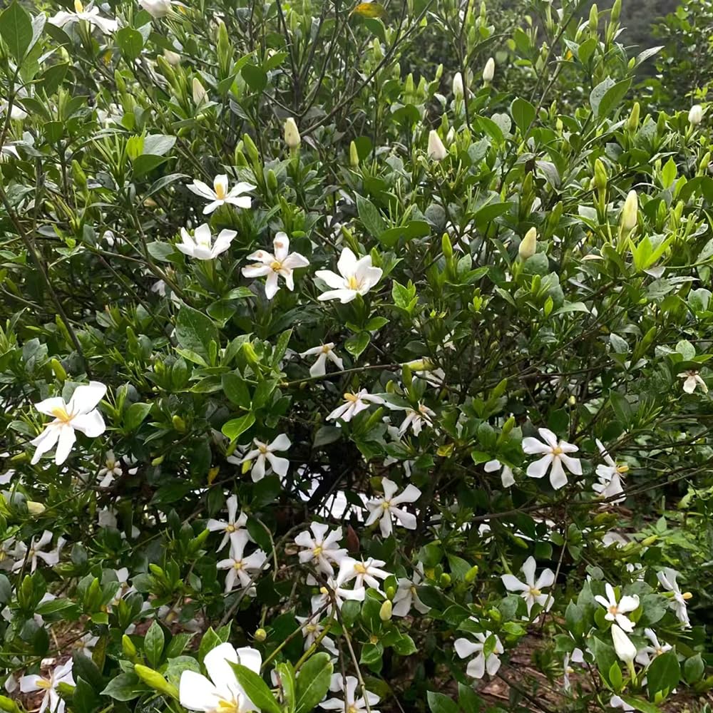 Gardenia jasminoides - ornamentali ufficio pendenti, interno balcone rampicanti balcone 20piante