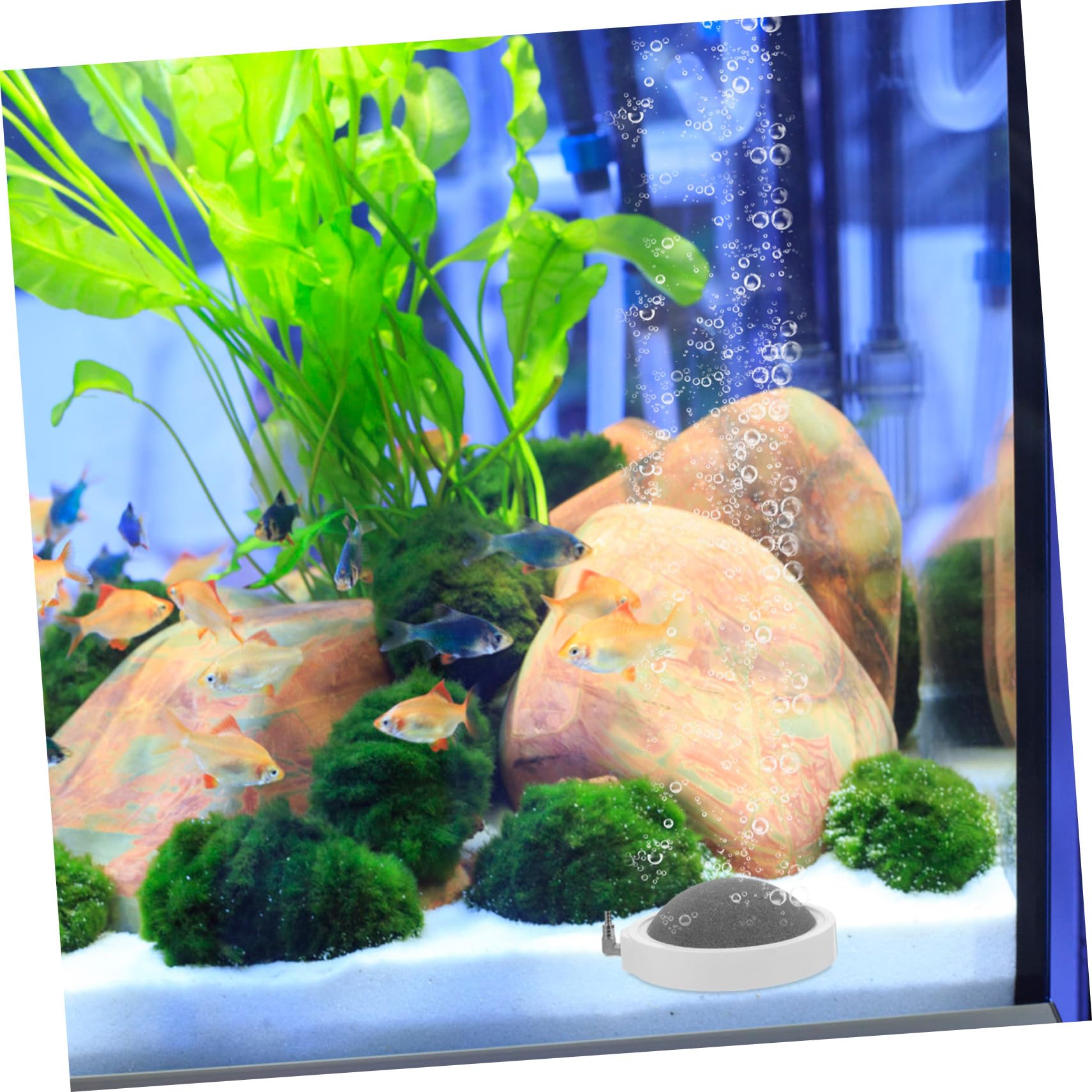Sosoport 2stücke Luftstein Für Aquarien Leiser Blasenausstoß Erhöht Die Sauerstoffversorgung Im Fischbecken Langlebig Und Installieren Für Und Büro-aquarien