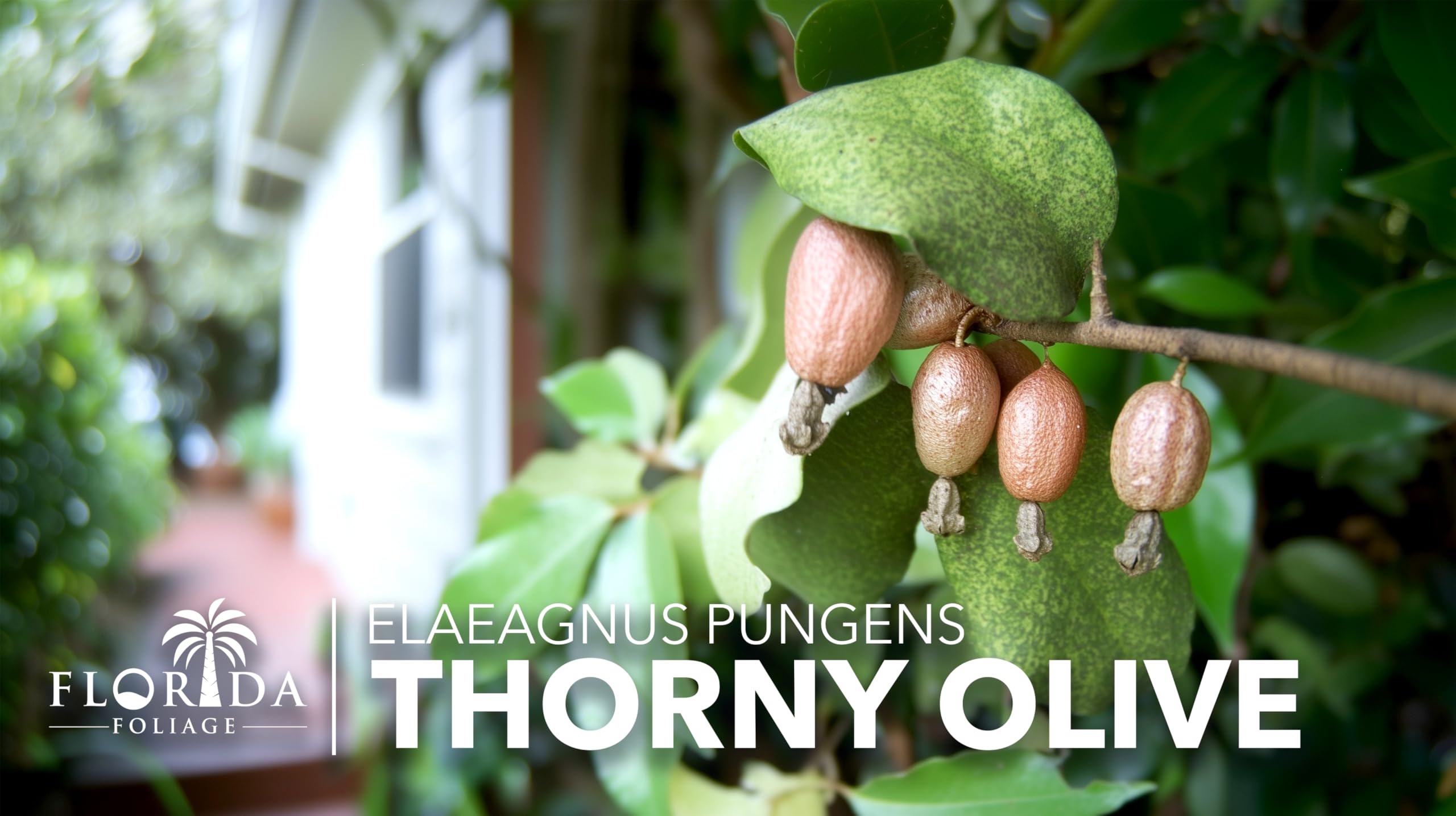 Amazon.com : Elaeagnus Pungens I 3 Live Plants I Thorny Olive I