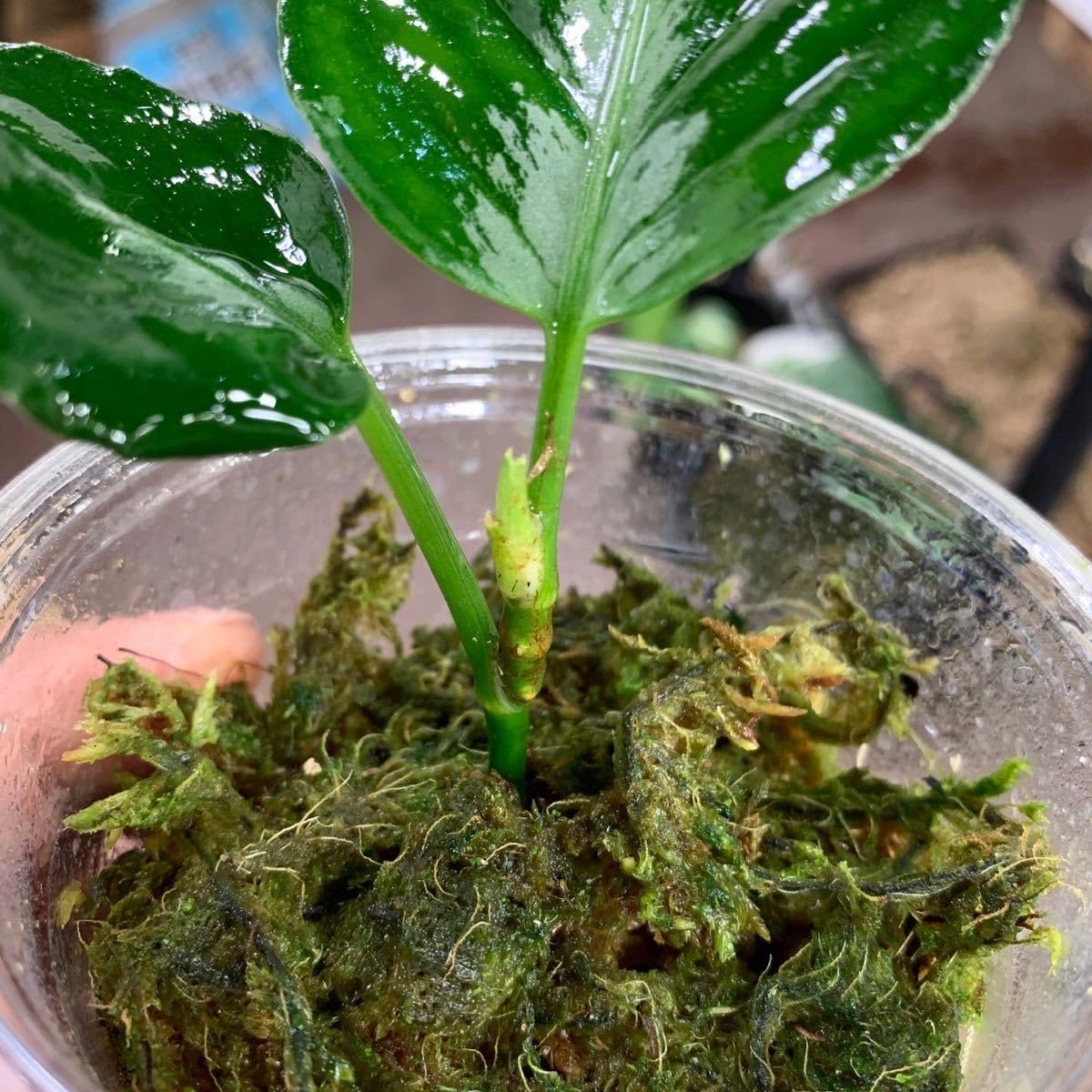 Aglaonema pictum multicolor アグラオネマ　ピクタム アグラオネマ・ピクタム・マルチカラー・Aglaonema pictum 'Multicolor