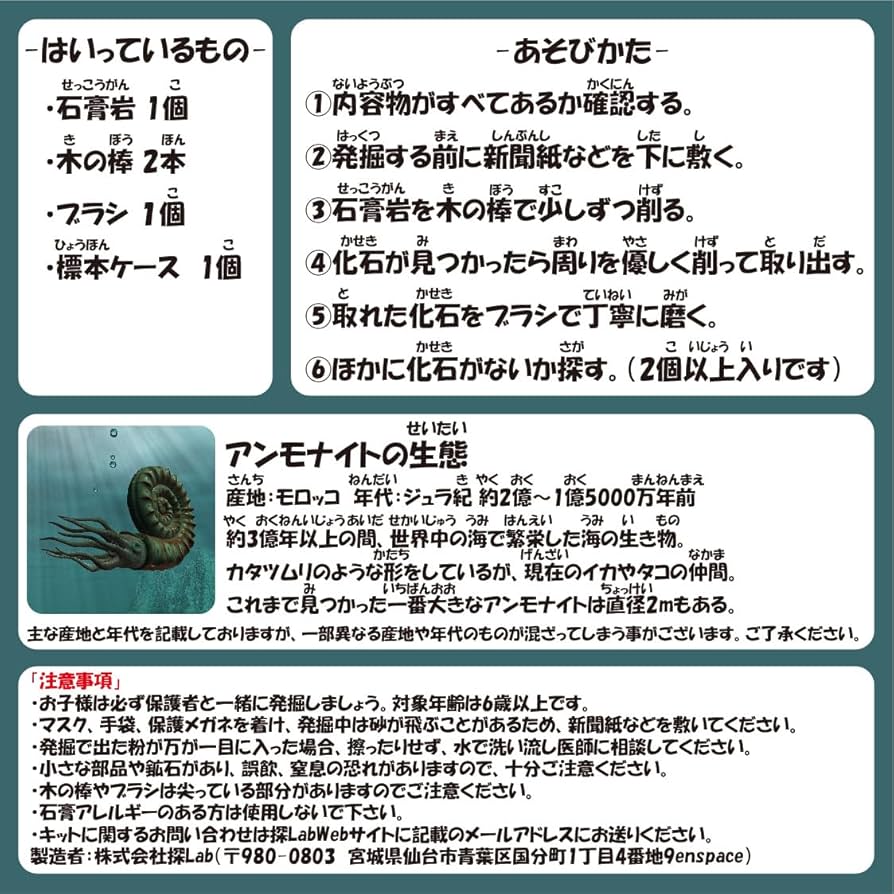 アンモナイト標本 2個セット アンモナイト化石 2個セット 約8cmモロッコ産 モロッコ産 鑑別