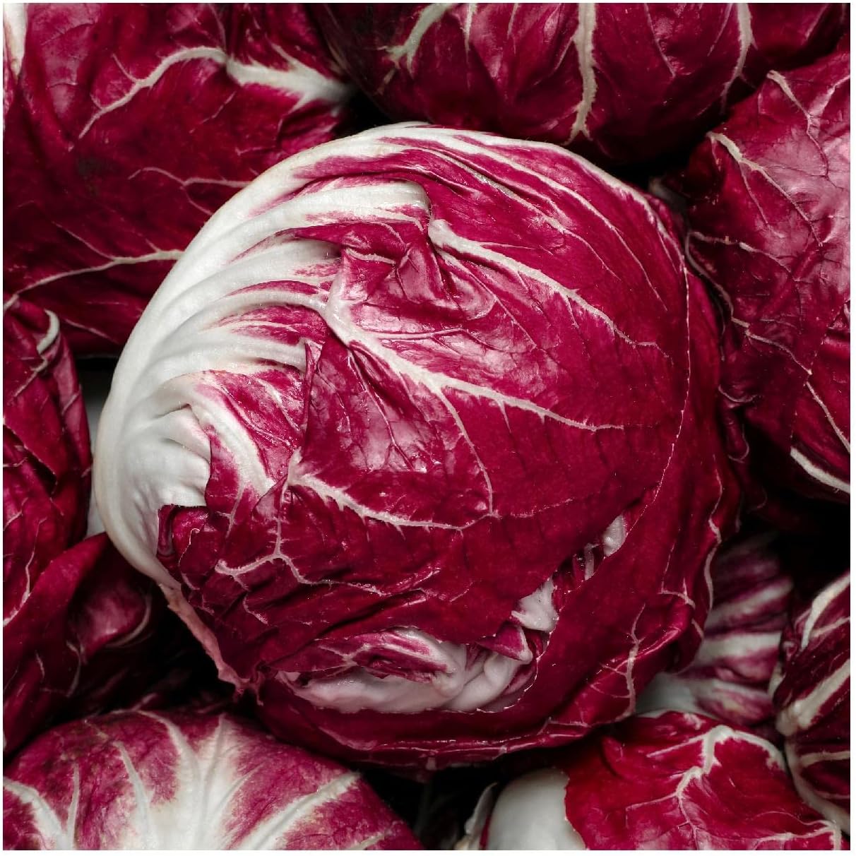 Everwilde Farms - 1 Lb Rossa Di Verona Radicchio Endive Seeds - Gold Vault