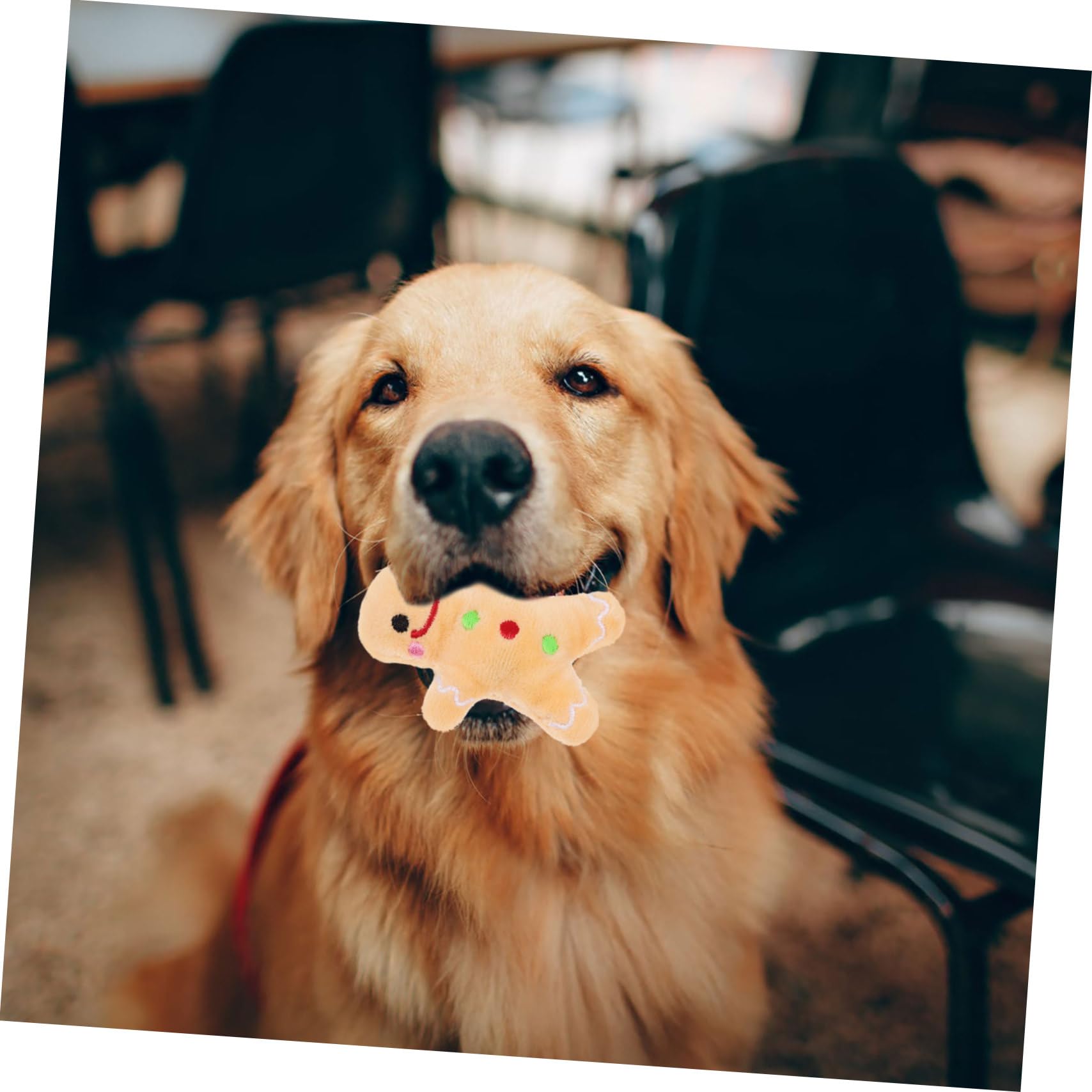 Jouet à Mâcher pour Chien Peluche De Noël Solide Résistant Aux Morsures Taille Moyenne pour Nettoyage des Dents Jouet Interactif D’intérieur pour Animaux De Compagnie
