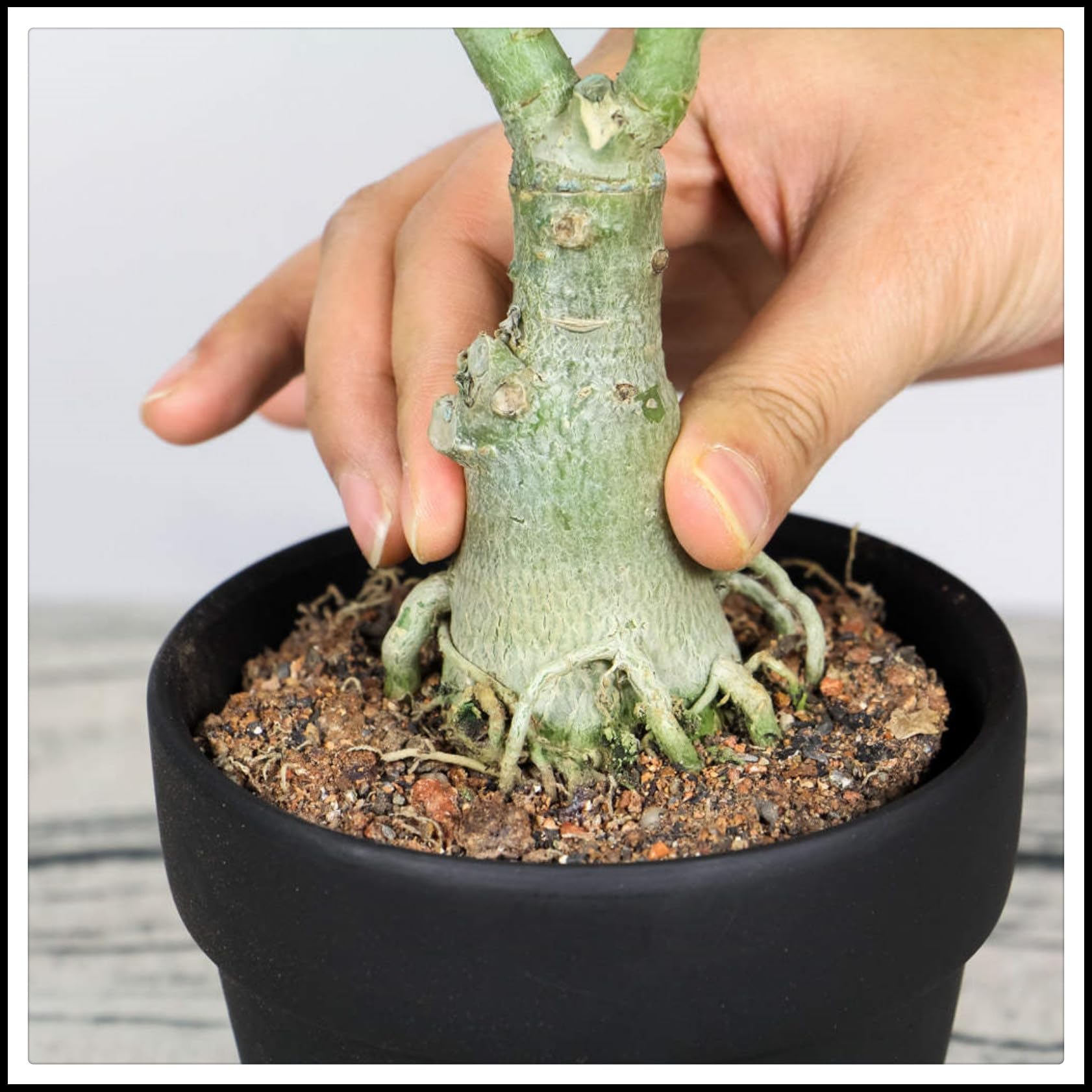 Rizomas de rosa del desierto. Hojas altas y grandes. ideal para embellecer el paisaje.Tolera el frío.（NVNJHJN）.-1 Rizomas-C