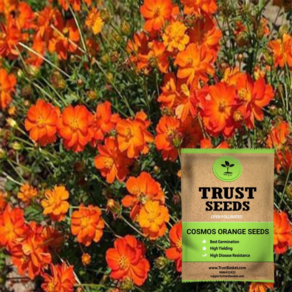 TrustBasket Premium Flower Cosmos Orange Seeds (Open pollinated) | Sow and Grow Fresh Healthy Seed in Your Garden Perfect for Home & Terrace Gardening High Germination Seeds (B071HSYT5R) Amazon Price History, Amazon Price Tracker