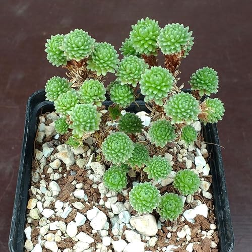 SUNNYPLANTS - Sedum multiceps, Árbol de Joshua en miniatura, Sedum Plantas, Esquejes Sedum, Suculentas, Semillas Suculentas, Esquejes Suculentas, Plantas Suculentas, Sedum Semillas
