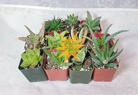 Vista 2 de 7 plantas de aloe diferentes - ¡Fácil de cultivar/difícil de matar! - Macetas de 2 pulgadas únicas de Jmbamboo