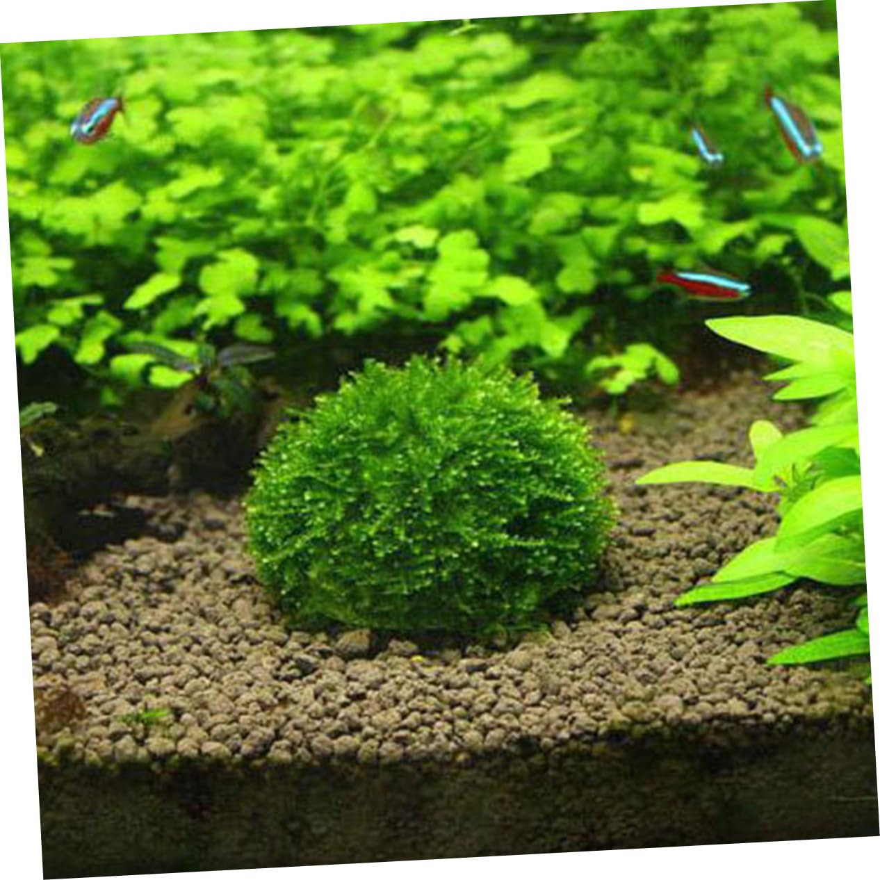 Casa Decorativa per Gamberetti Trasparente Sfera di Muschio in Plastica per Acquari, Struttura a Vite, Purifica L'acqua e Favorisce la Crescita delle Piante Acquatiche