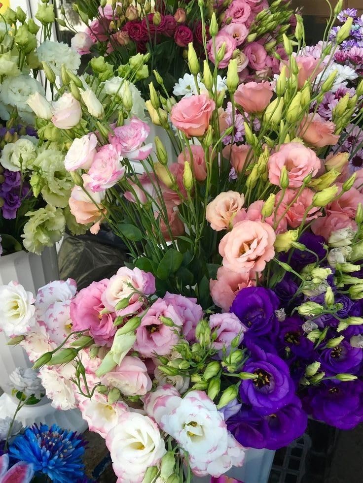 SVG® Lisianthus Flower seeds for home gardening pack of 40 to 50 seeds (MIXED COLOR) (B0CWVRQ7JV) Amazon Price History, Amazon Price Tracker