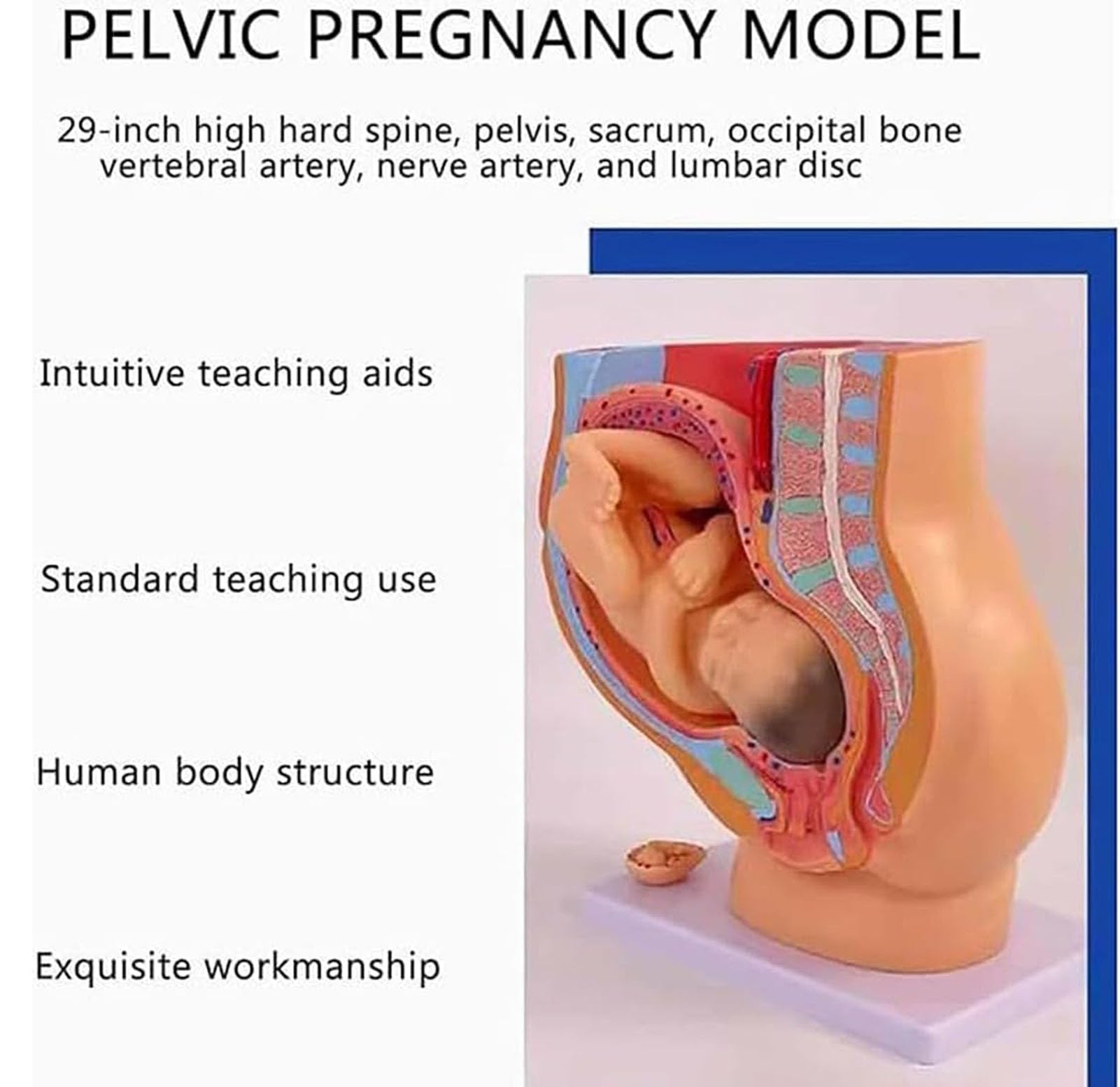 Genérico Modelo de anatomía de la Pelvis del Embarazo Femenino con Modelo de feto extraíble de Nueve Meses, Modelo de educación sobre el Parto para enseñanza Escolar y obstetricia