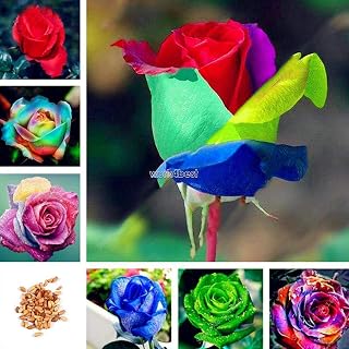 Color C5: Garden Balcony Beautiful Plant Color Mixing Rose Seeds WST