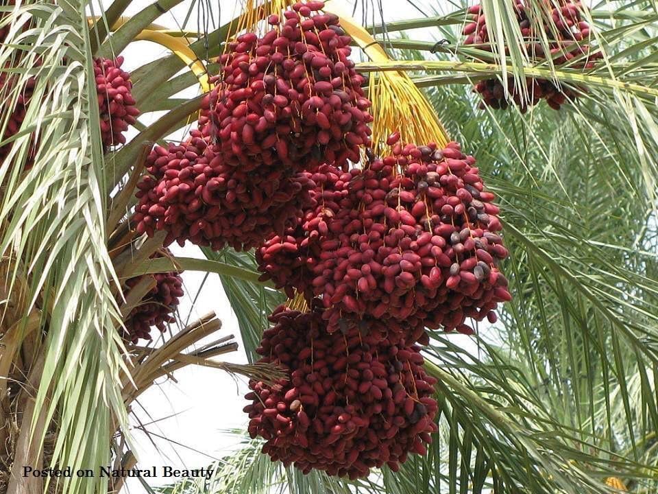 Arabian Khajoor Phoenix dactylifera Premium Medjool Date Class 1 True Date Live Fruit Tree Plant (B0CH657GCT) Amazon Price History, Amazon Price Tracker