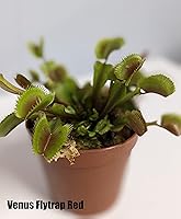 Vista 2 de Surtido de coleccionistas carnívoros de 2 pulgadas, paquete de 5, planta viva