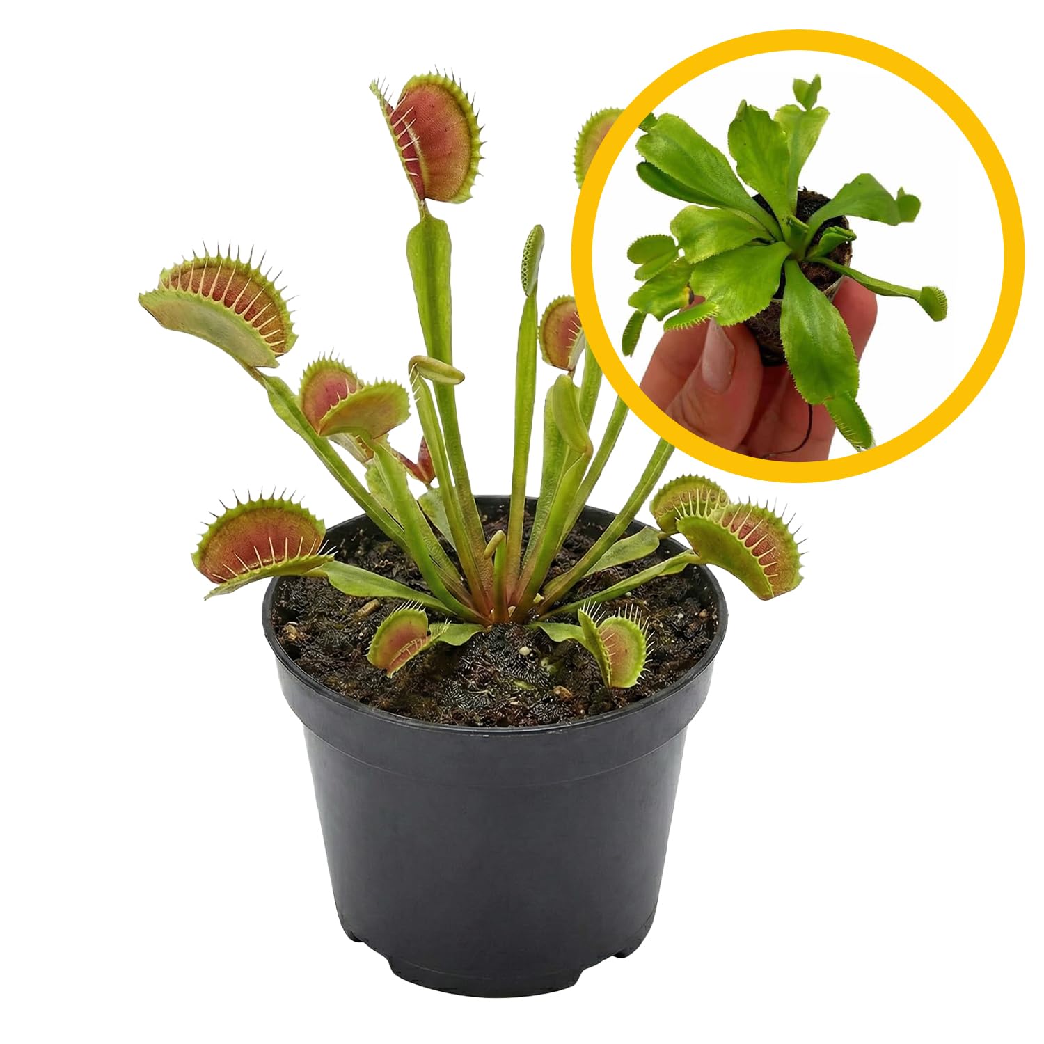 ragnaroc Dionaea Muscipula Venus Fly Trap