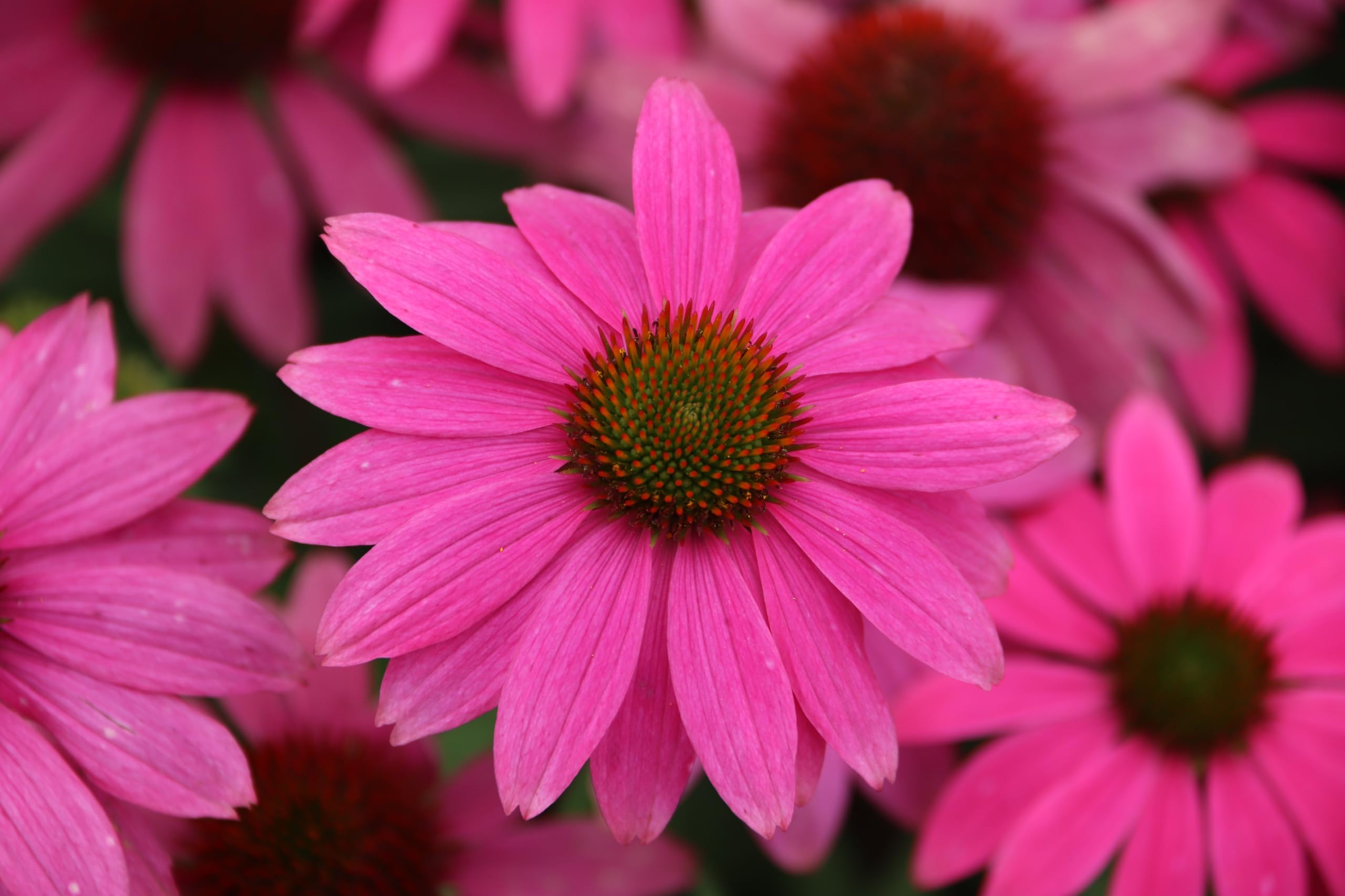 Roter Sonnenhut (Echinacea purpurea) Samen. Arznei- & Heilpflanze (20000 Samen = 64,0g)